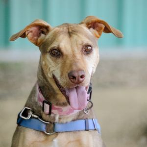 Belle, Senior Female unknown