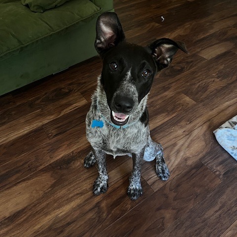 Liesl