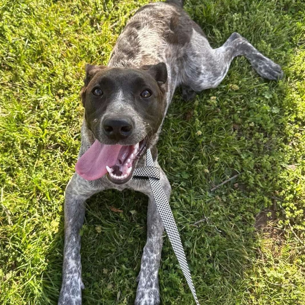 Liesl