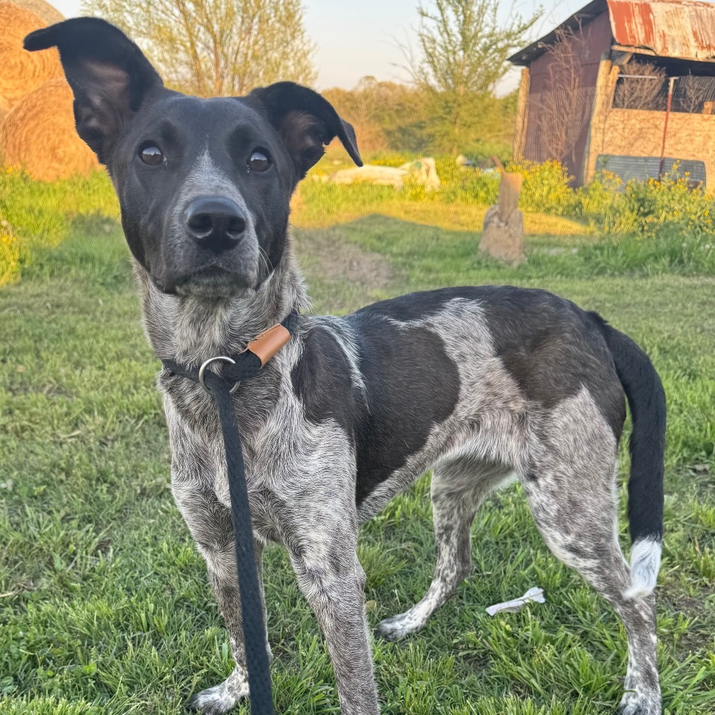 Liesl