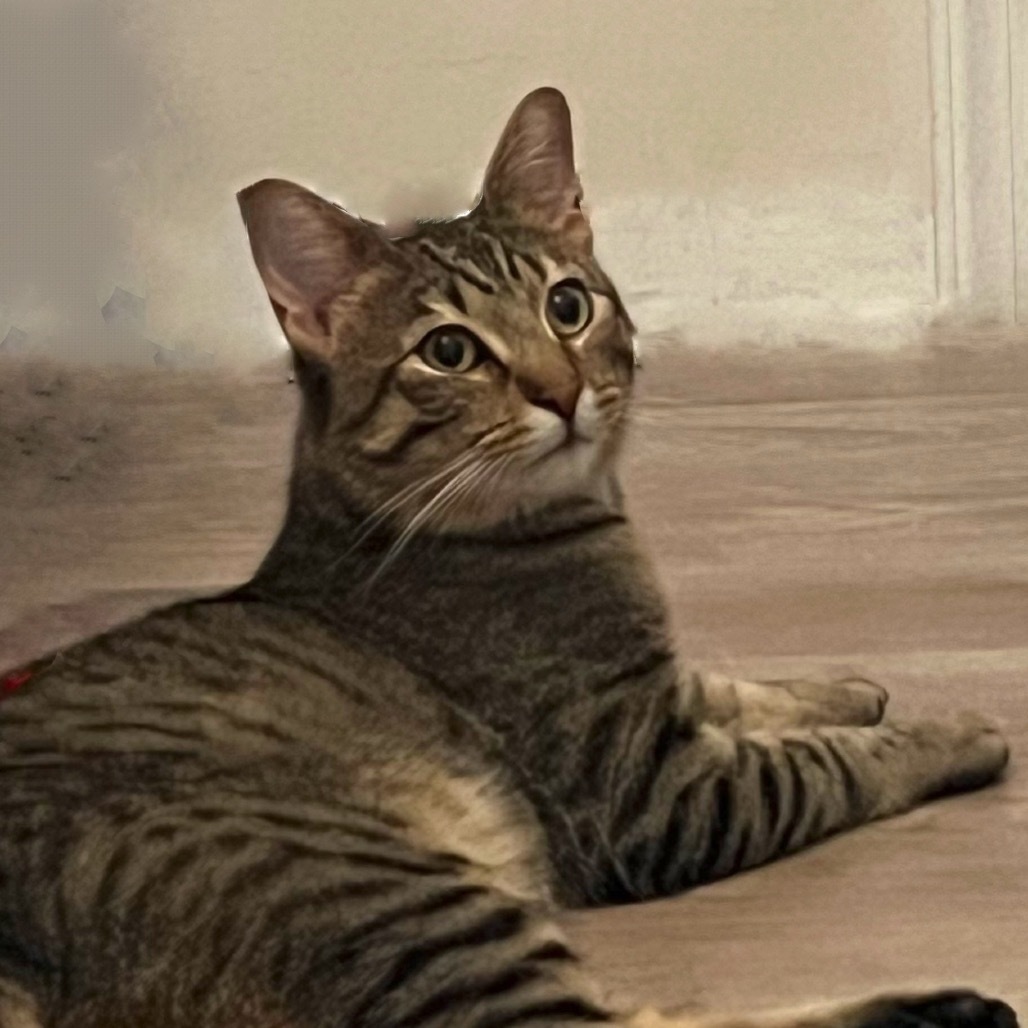 Stripes Mucia