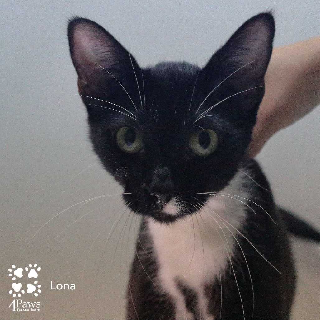 Lona King