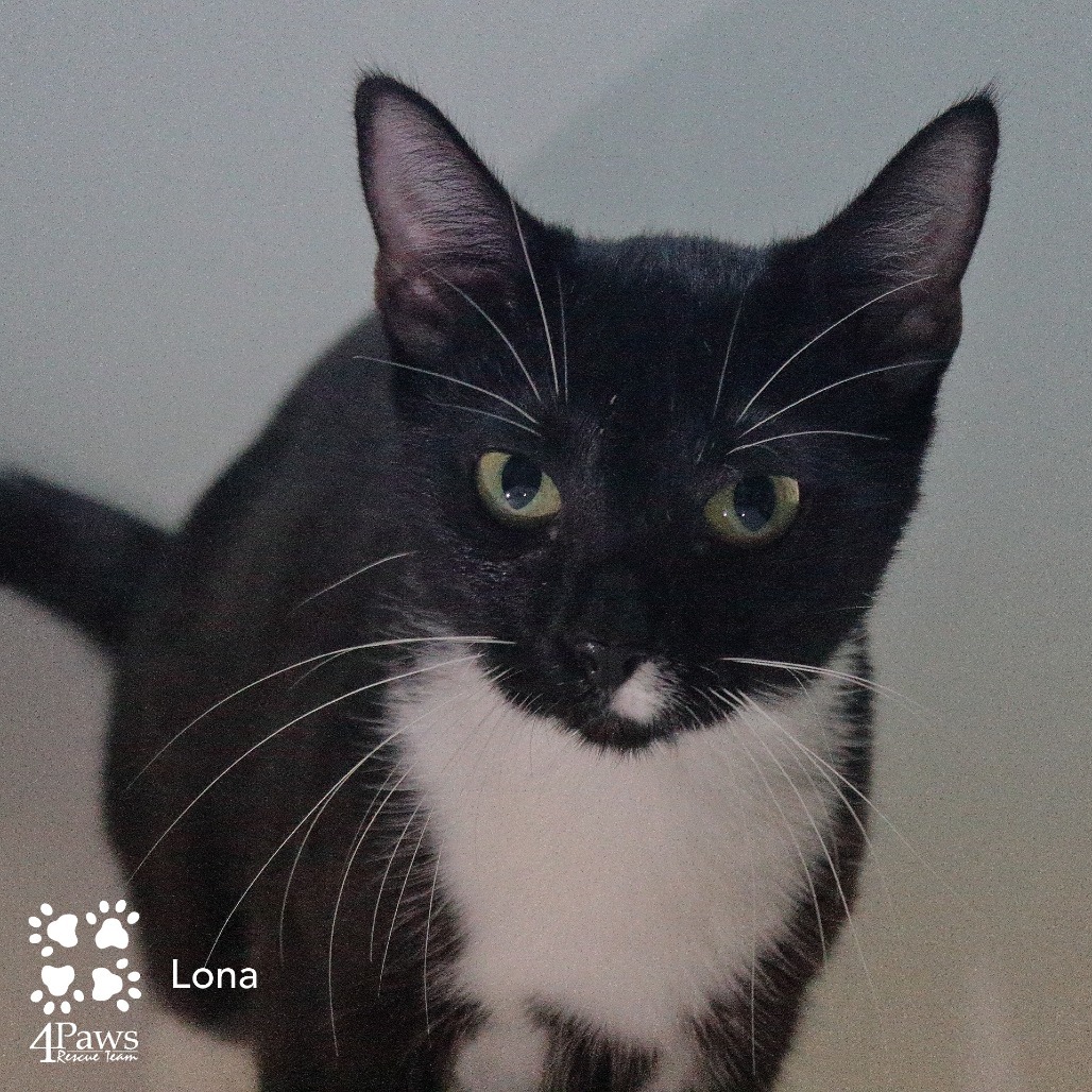 Lona King