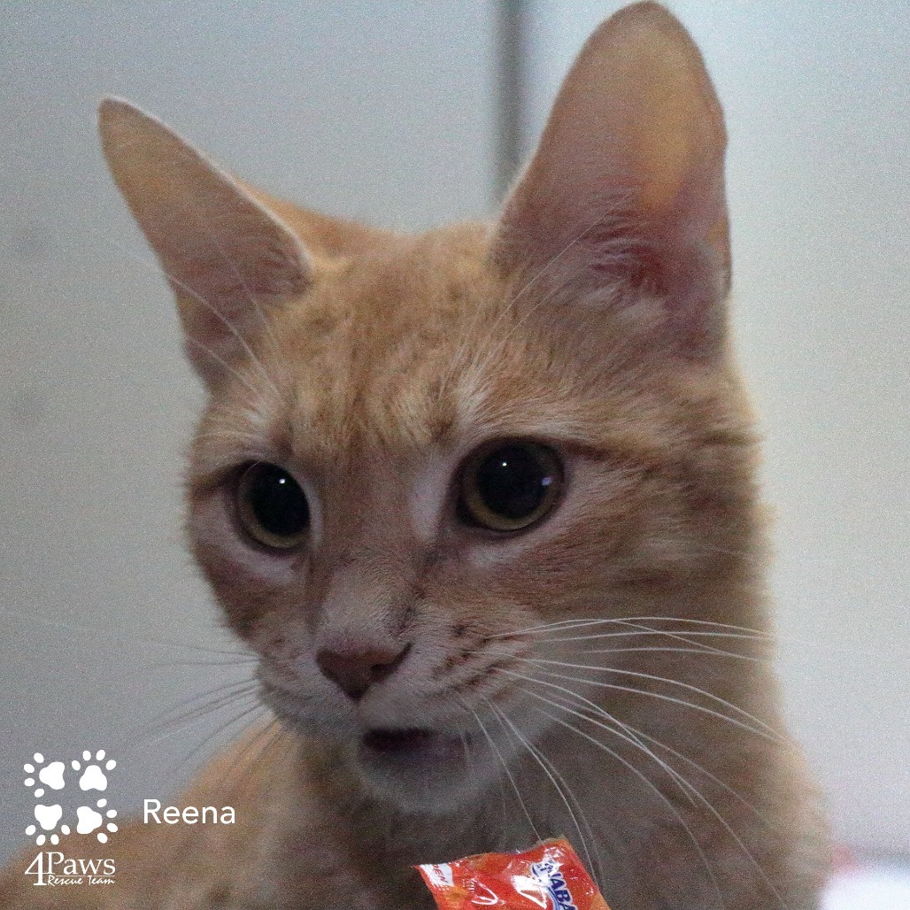 Reena Hyattsville