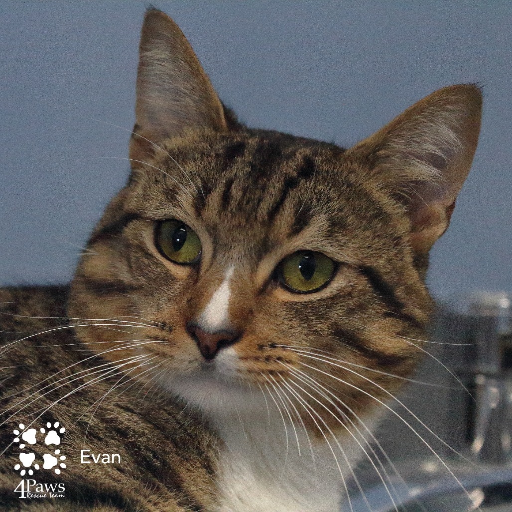 Evan Hyattsville