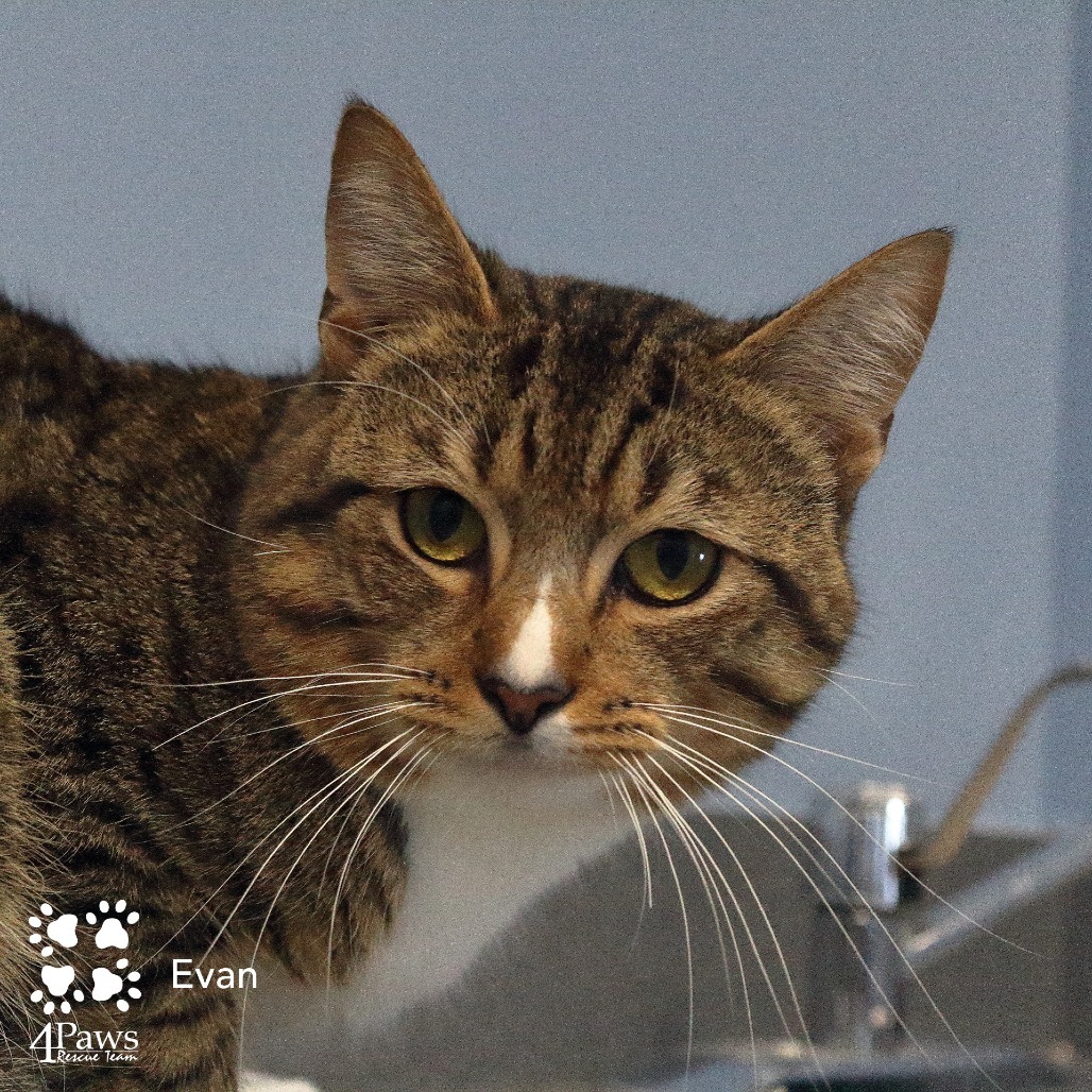 Evan Hyattsville