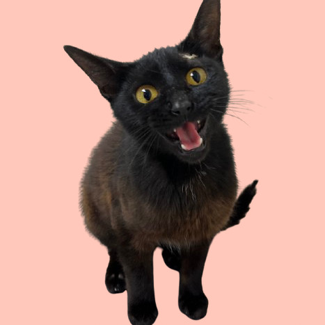 Jolly, an adoptable Domestic Short Hair in Tuscaloosa, AL, 35401 | Photo Image 1