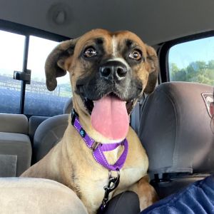 Waffles, Adult Female unknown