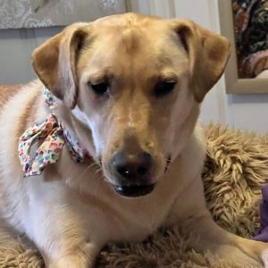 Daisy (Layla), Adult Female unknown