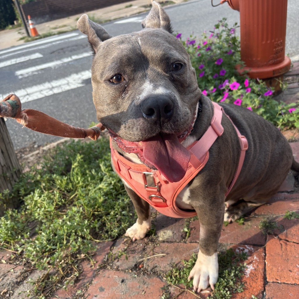 Zena