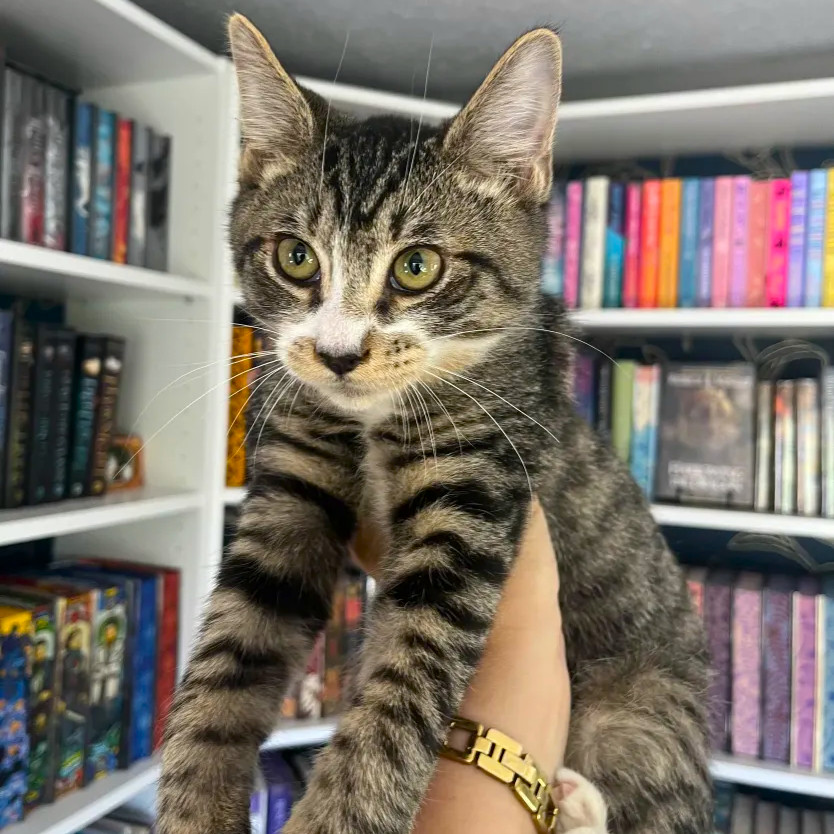 Tangelo