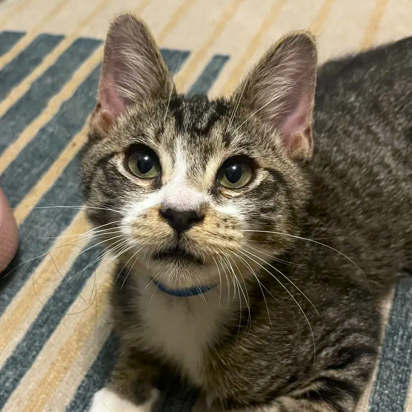 Tangelo