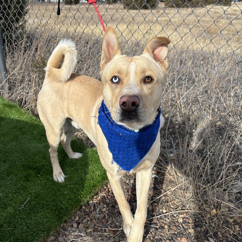 Bond, an adoptable Husky, Akita in Show Low, AZ, 85901 | Photo Image 2