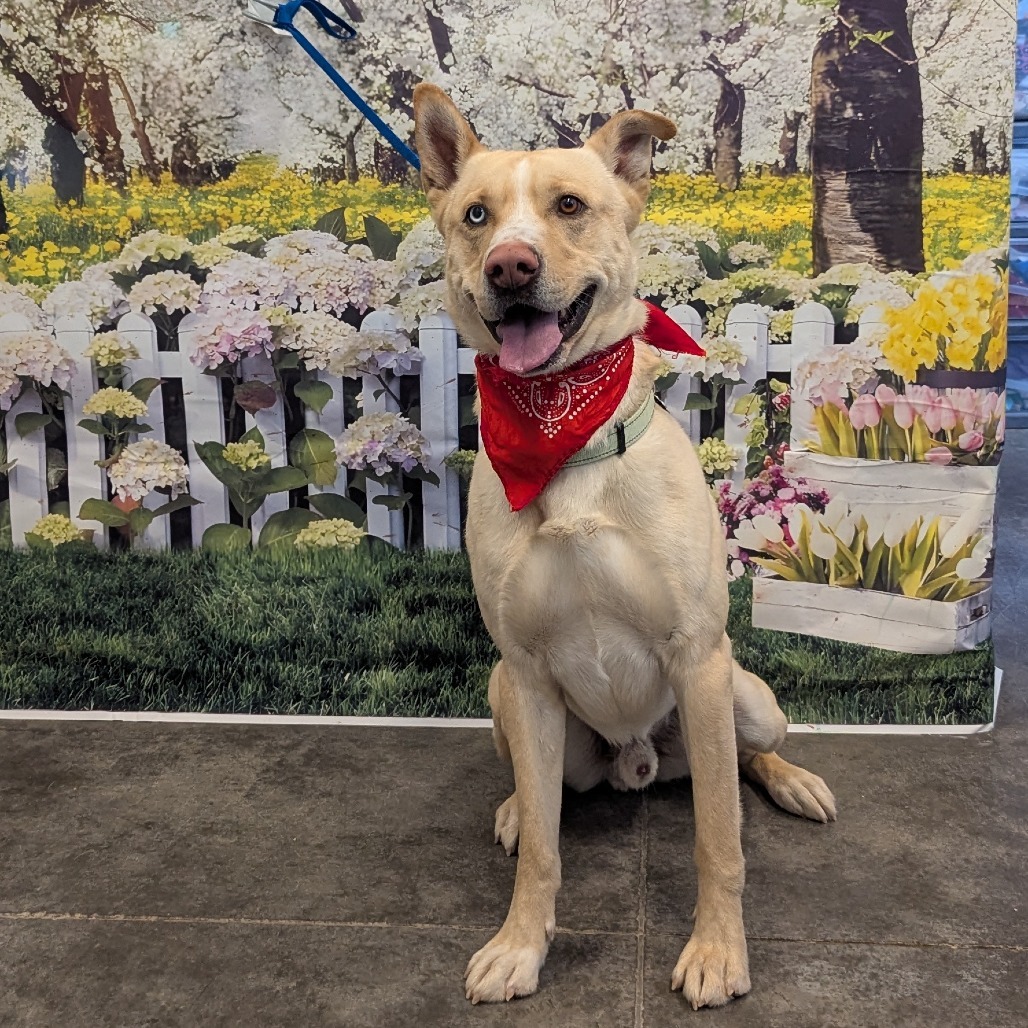 Bond, an adoptable Husky, Akita in Show Low, AZ, 85901 | Photo Image 4