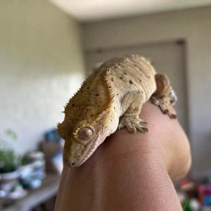 Freckles, Adult Female unknown