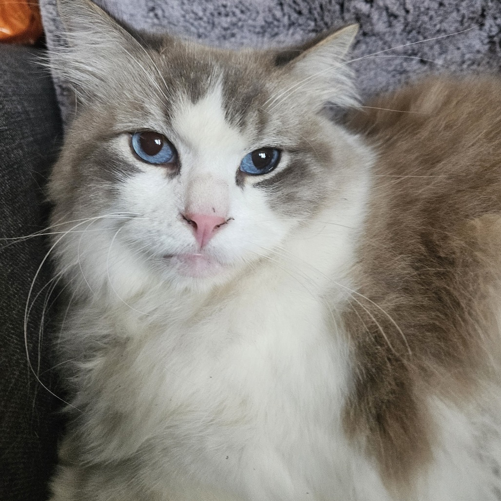 Karma, an adoptable Ragdoll, Domestic Long Hair in Brea, CA, 92822 | Photo Image 1
