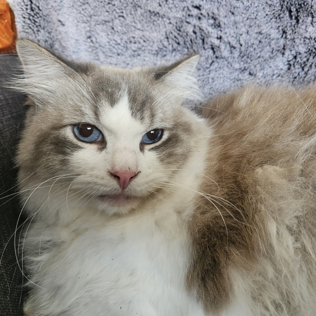 Karma, an adoptable Ragdoll, Domestic Long Hair in Brea, CA, 92822 | Photo Image 2