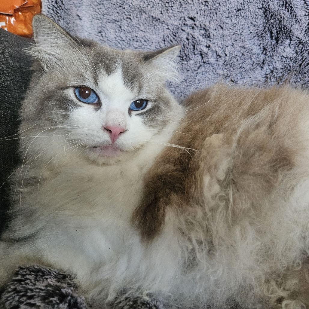 Karma, an adoptable Ragdoll, Domestic Long Hair in Brea, CA, 92822 | Photo Image 3