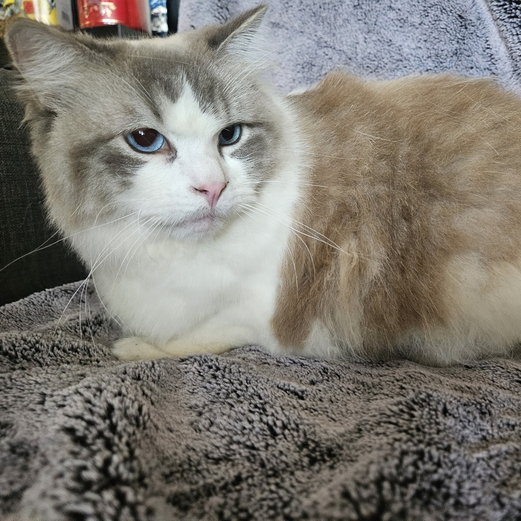 Karma, an adoptable Ragdoll, Domestic Long Hair in Brea, CA, 92822 | Photo Image 5