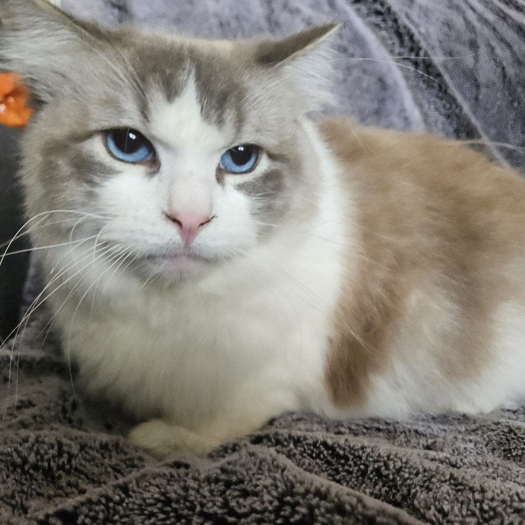 Karma, an adoptable Ragdoll, Domestic Long Hair in Brea, CA, 92822 | Photo Image 6