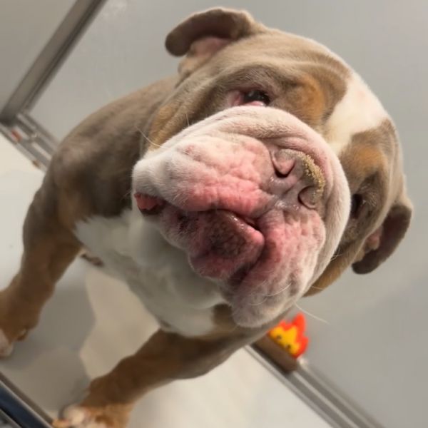 Arlo
