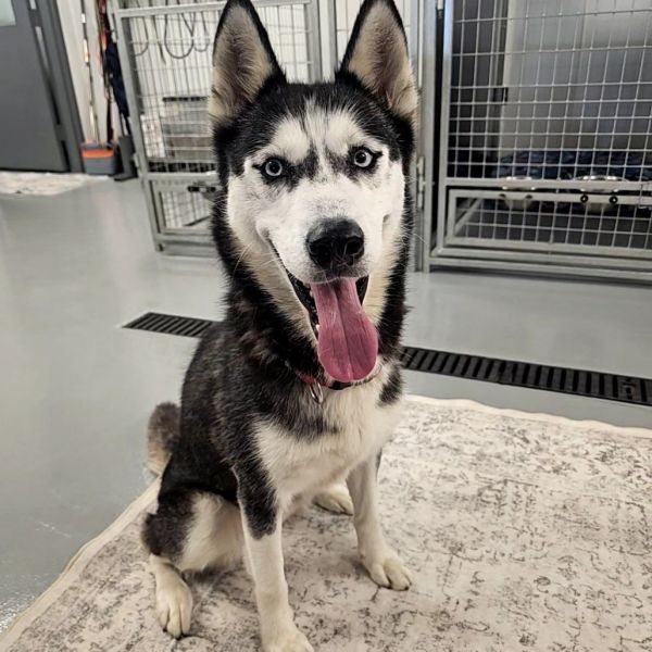 Tala