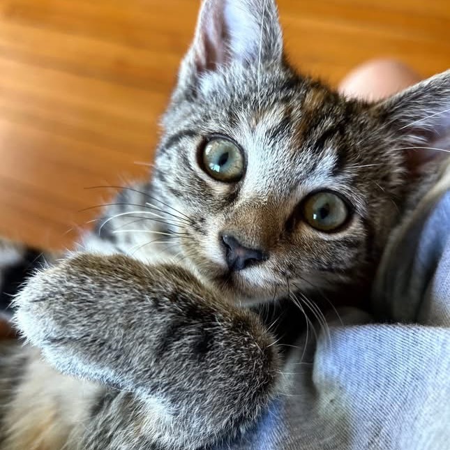 Reese (Klingler 4)