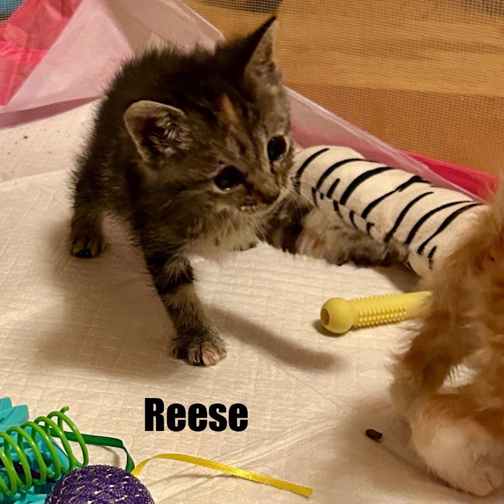 Reese (Klingler 4)