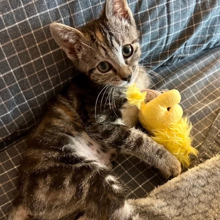 Reese (Klingler 4)