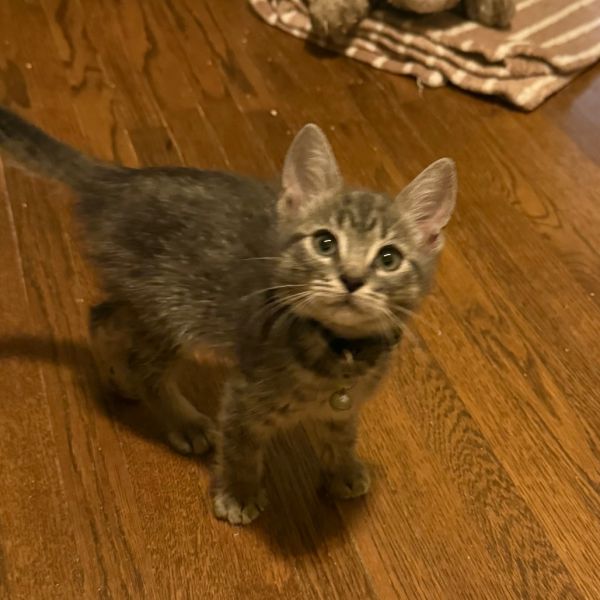 Cooper