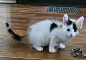 Nellie, Baby Female unknown