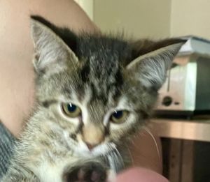 Tori, Baby Female unknown