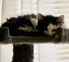 Ryker photo 2
