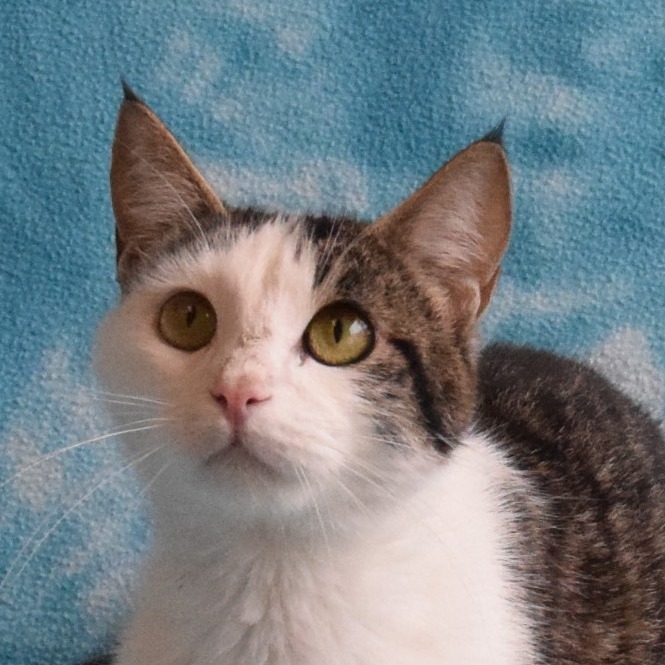 Mahogany, an adoptable Domestic Short Hair in Eureka, CA, 95503 | Photo Image 1