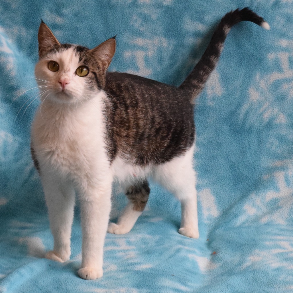 Mahogany, an adoptable Domestic Short Hair in Eureka, CA, 95503 | Photo Image 2