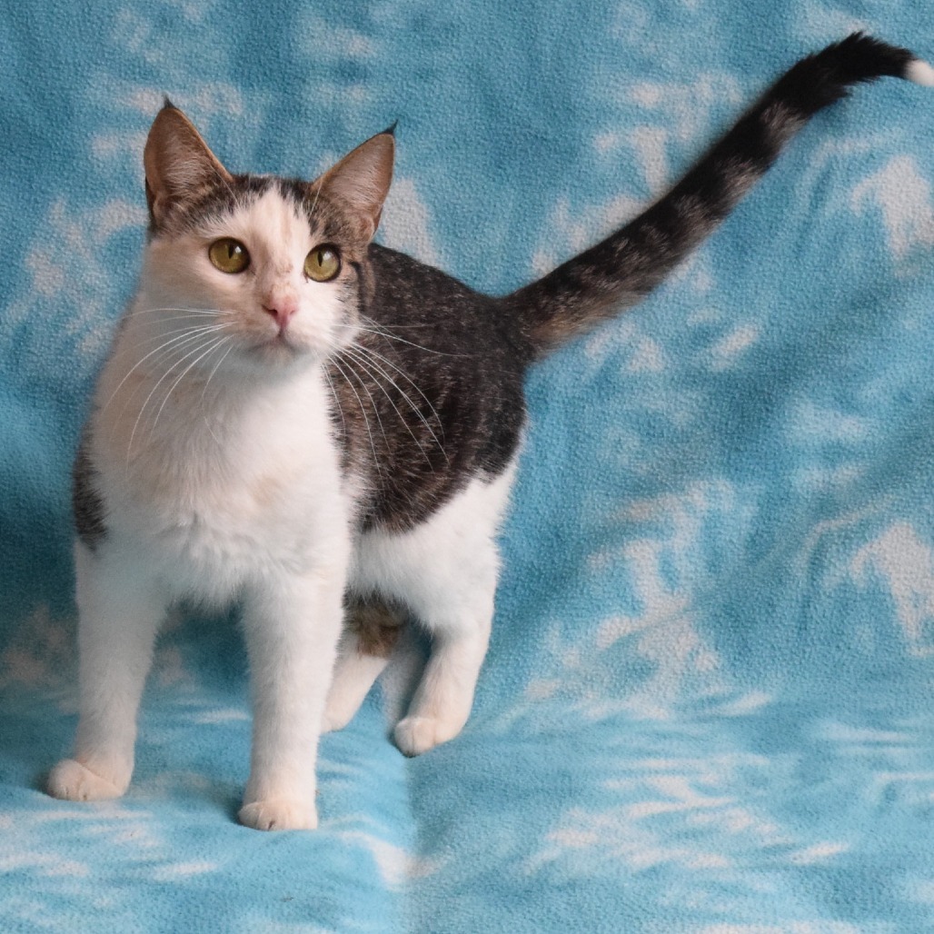 Mahogany, an adoptable Domestic Short Hair in Eureka, CA, 95503 | Photo Image 3