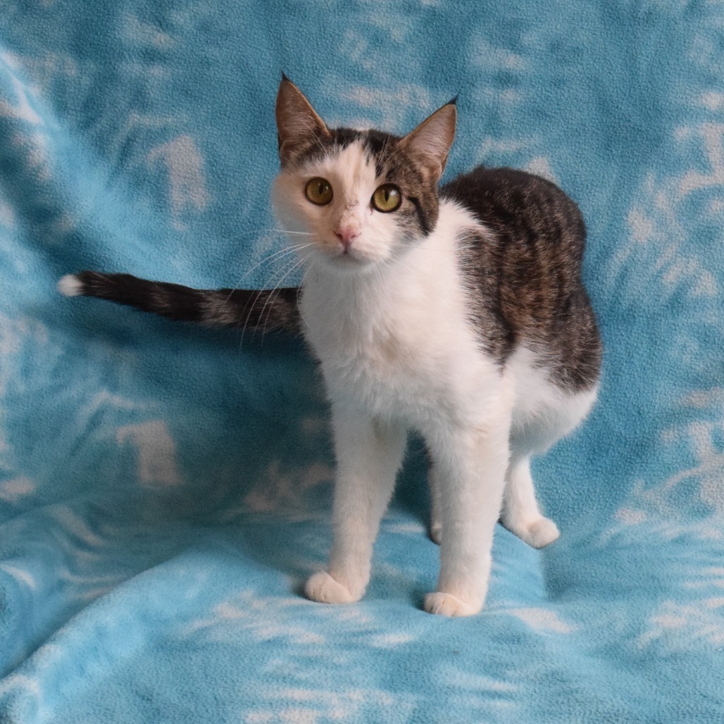 Mahogany, an adoptable Domestic Short Hair in Eureka, CA, 95503 | Photo Image 4