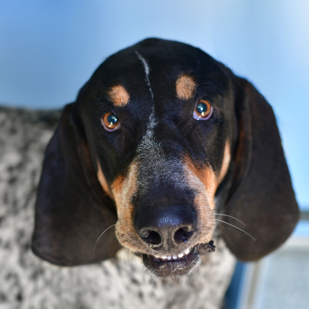 Hank