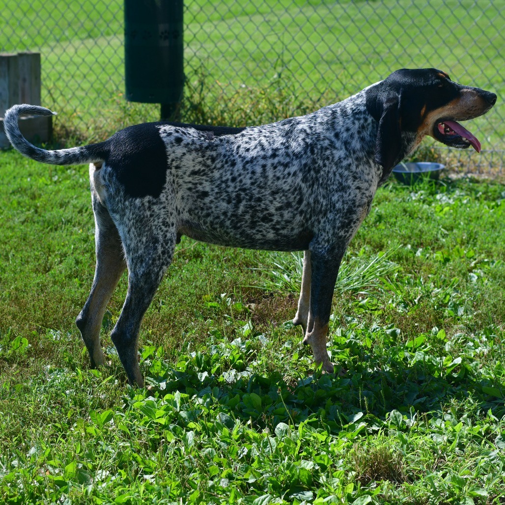 Hank