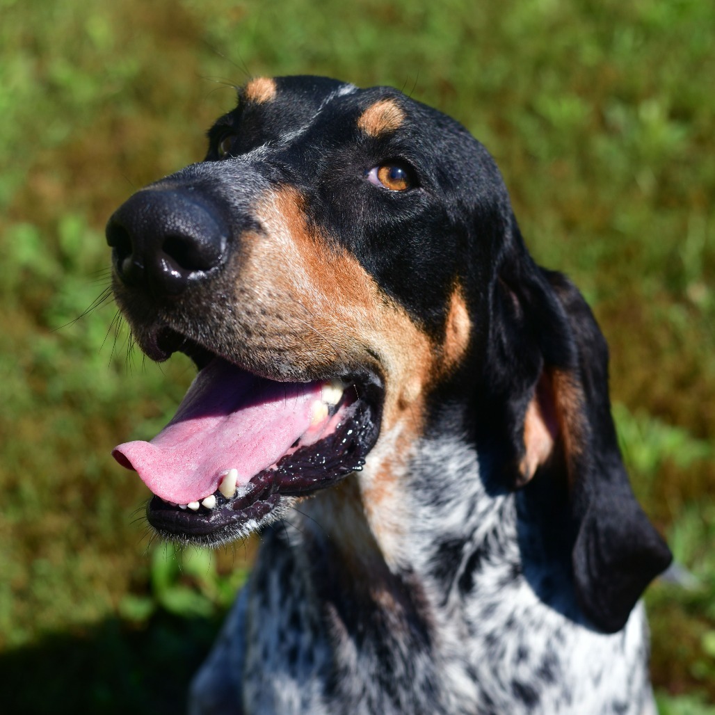 Hank