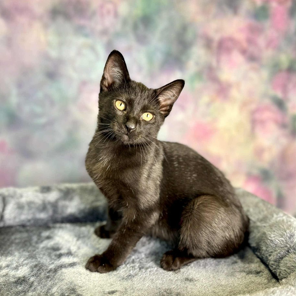 Cayenne, an adoptable Domestic Short Hair in Wichita, KS, 67278 | Photo Image 1