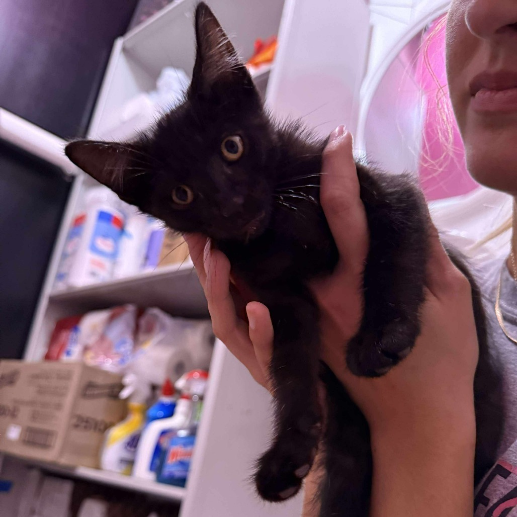 Cayenne, an adoptable Domestic Short Hair in Wichita, KS, 67278 | Photo Image 2