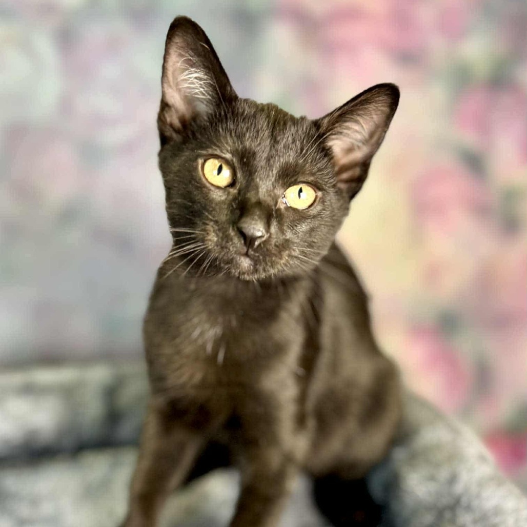 Cayenne, an adoptable Domestic Short Hair in Wichita, KS, 67278 | Photo Image 3