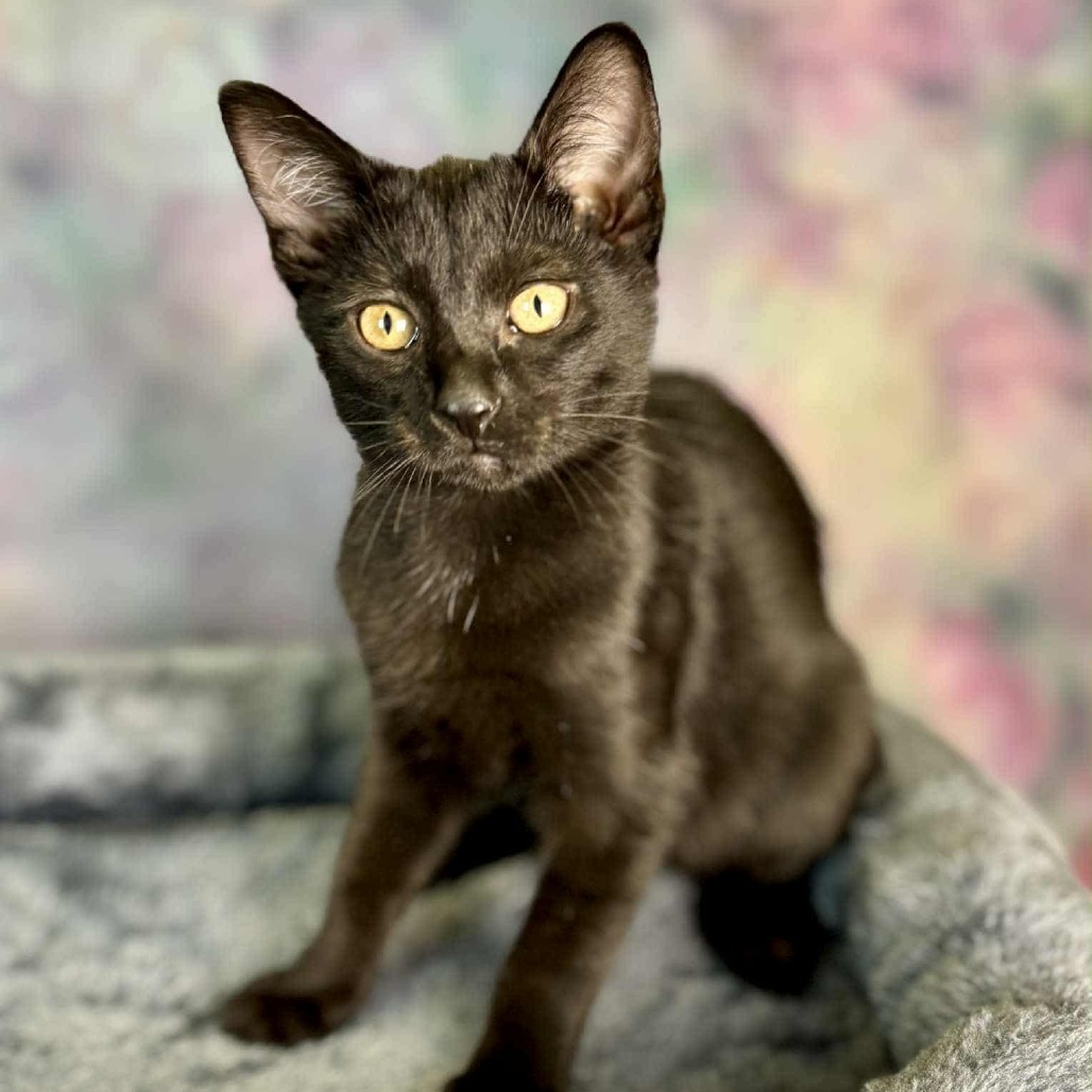 Cayenne, an adoptable Domestic Short Hair in Wichita, KS, 67278 | Photo Image 4
