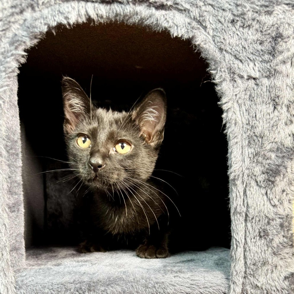 Cayenne, an adoptable Domestic Short Hair in Wichita, KS, 67278 | Photo Image 5