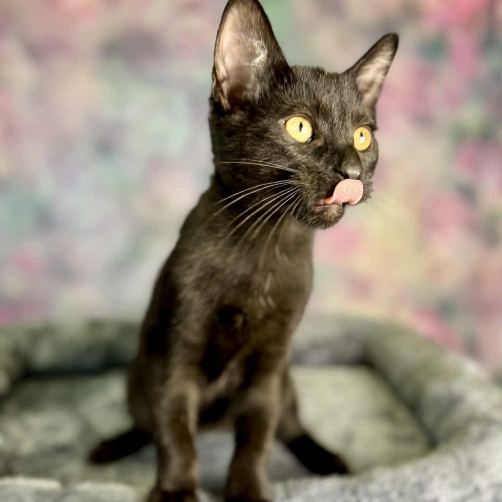 Black Pepper, an adoptable Domestic Short Hair in Wichita, KS, 67278 | Photo Image 1