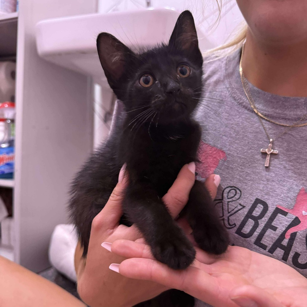 Black Pepper, an adoptable Domestic Short Hair in Wichita, KS, 67278 | Photo Image 2