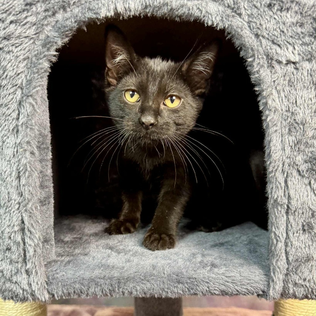 Black Pepper, an adoptable Domestic Short Hair in Wichita, KS, 67278 | Photo Image 3
