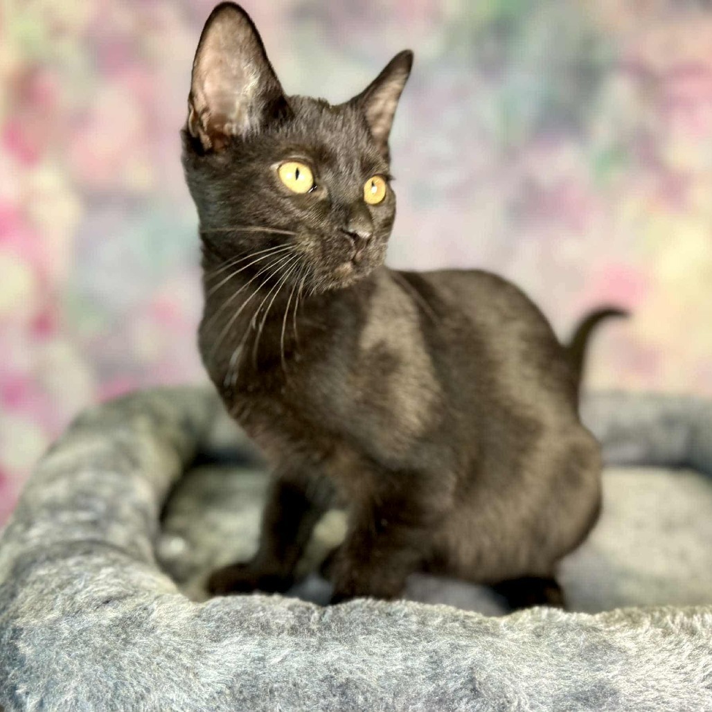 Black Pepper, an adoptable Domestic Short Hair in Wichita, KS, 67278 | Photo Image 4