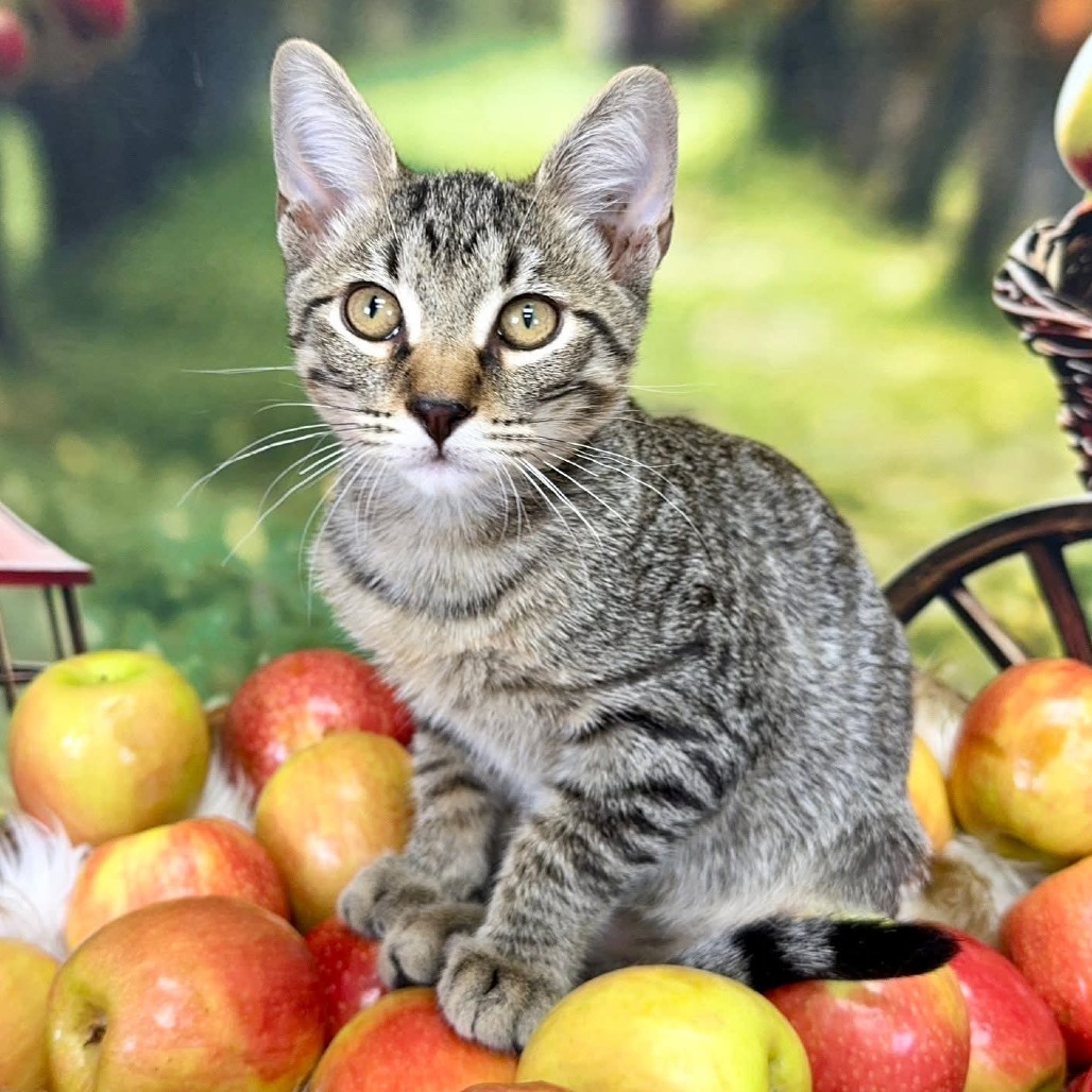 Cumin, an adoptable Domestic Short Hair in Wichita, KS, 67278 | Photo Image 1